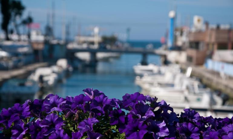 Fiori viola in primo piano, porto sfocato sullo sfondo.